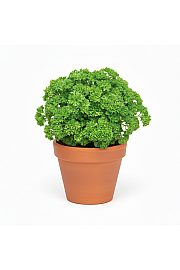 Dišavnice PETROSILEUM CRISPUM Ø10,5