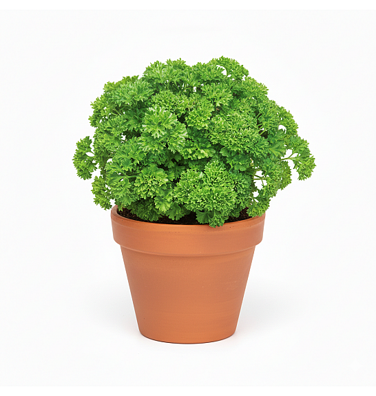 Dišavnice PETROSILEUM CRISPUM Ø10,5