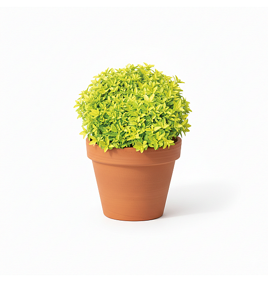 Dišavnice Origano vulgare Gold Ø10,5