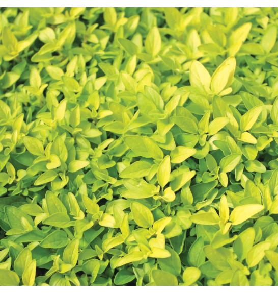 Dišavnice Origano vulgare Gold Ø10,5