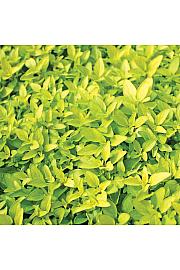 Dišavnice Origano vulgare