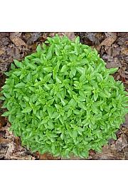 Dišavnice Origano majorana Ø10,5