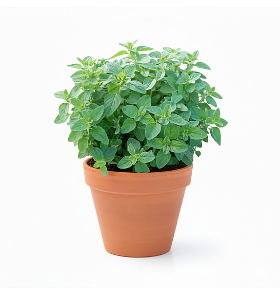 Dišavnice Origano vulgare Ø10,5