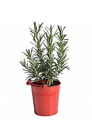 Dišavnice Ø9 mix barvni kovinski lonček