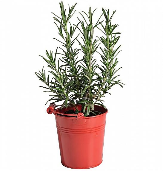 Dišavnice Ø9 mix barvni kovinski lonček