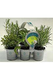 Dišavnice Ø9 mix 6 pack