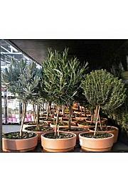 Dišavnice Ø14 mix terracotta lonec Na Steblu 20 cm