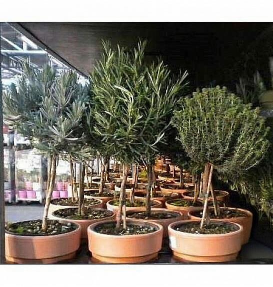 Dišavnice Ø14 mix terracotta lonec Na Steblu 20 cm