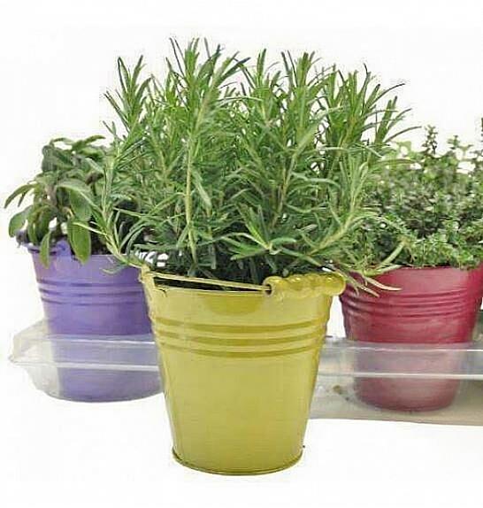 Dišavnice Ø14 mix dekor lonček