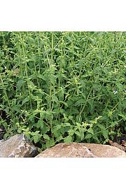 Dišavnice Mentha x piperita 'Strawberry' Ø10,5