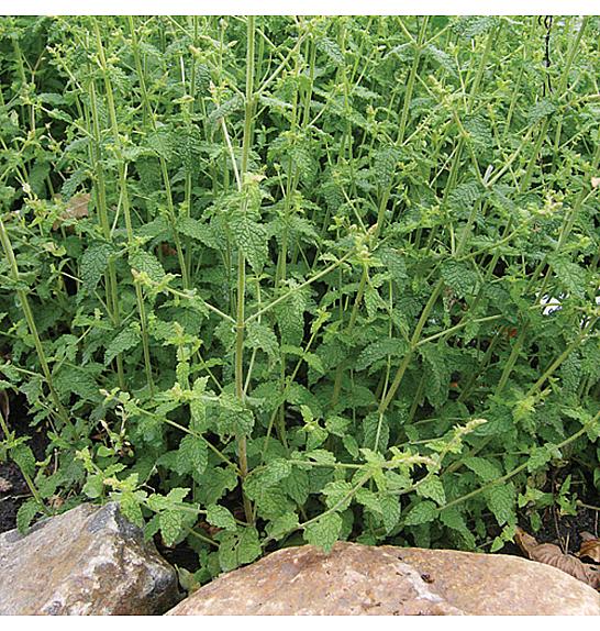 DOBRO & ZDRAVO Mentha x piperita Strawberry