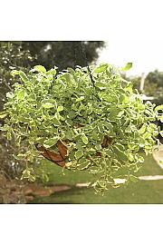 Dišavnice Mentha PIEANAPPLE Ø10,5