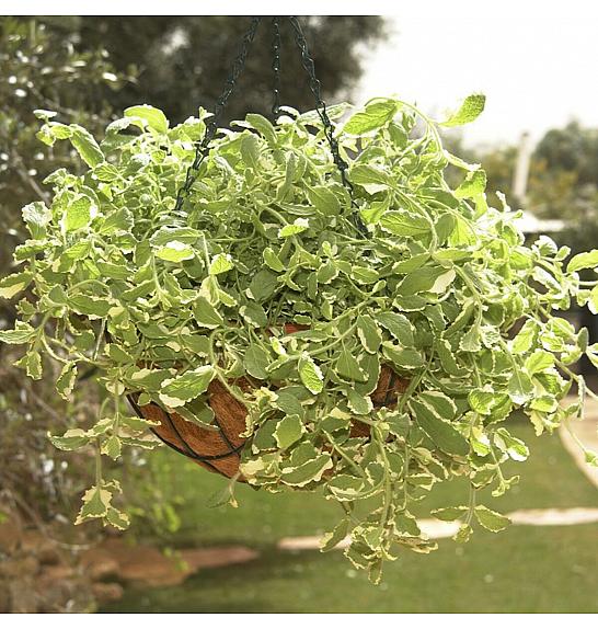Dišavnice Mentha PIEANAPPLE Ø10,5