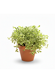 Dišavnice Mentha PINEAPPLE  Ø10,5