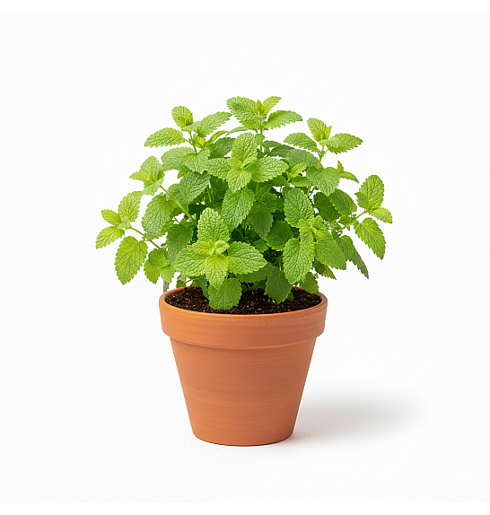 Dišavnice MELISSA Ø10,5