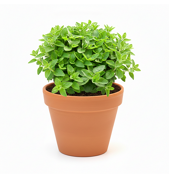 Dišavnice MAJORANA HORTENSIS Ø10,5