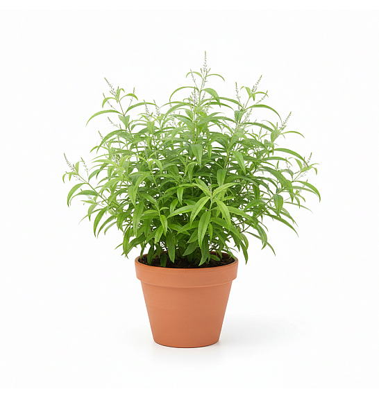 Dišavnice Lippia citrodora Ø10,5