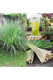 Dišavnice Cymbopogon citratus Ø12