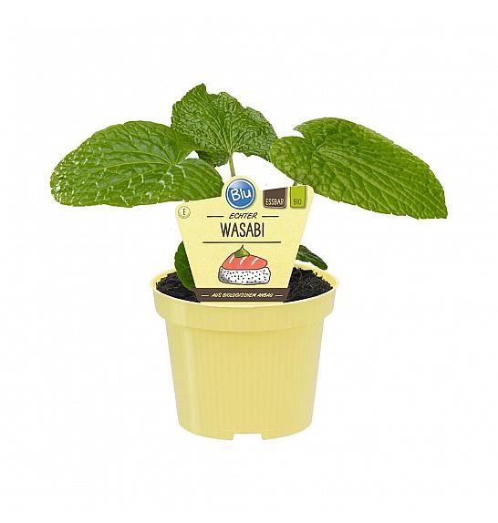 AROMA BLU Wasabia japonica