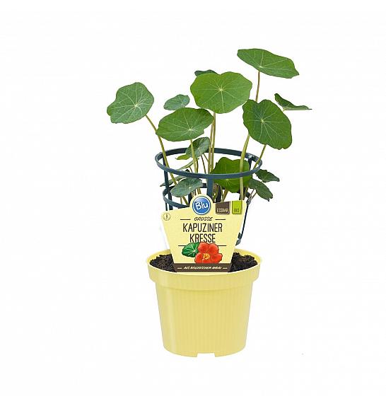 Tropaeolum majus; Kapucinska kreša; Ø12;700065;BLU