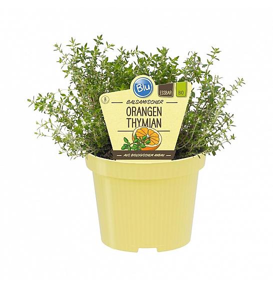 Thymus fragrantissimus; Pomarančni timijan; Ø12;700084;BLU