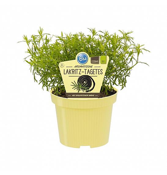 Tagetes filifolia; Lakric tagetes; Ø12;700439;BLU