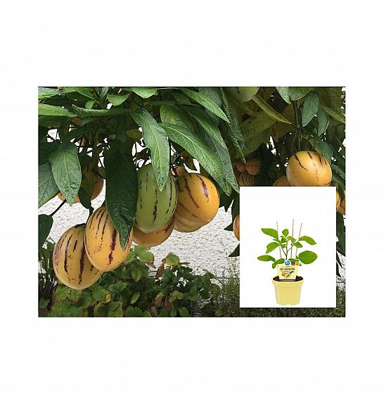 Solanum muricatum; Pepino; Ø12;700047;BLU