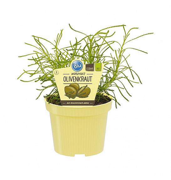 Santolina viridis; Olivno zelišče; Ø12;700005;BLU