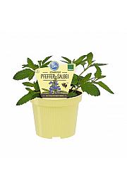 Salvia uliginosa; Poprov žajbelj; Ø12;708010;BLU