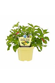 Salvia rutilans; Ananasov žajbelj; Ø12;700077;BLU