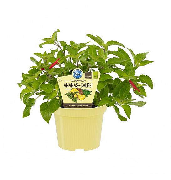 Salvia rutilans; Ananasov žajbelj; Ø12;700077;BLU