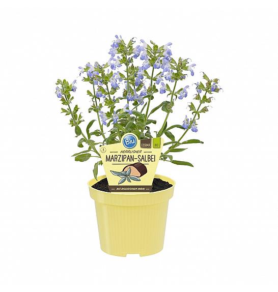 Salvia officinalis; Marcipan žajbelj; Ø12;700081;BLU