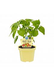 Salvia dorisiana; Sadni žajbelj; Ø12;700078;BLU