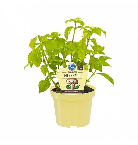 Rungia klossii; Gobovo zelišče; Ø12;700076;BLU