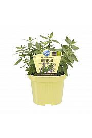 Poliomintha longiflora; Mehiški origano; Ø12;708865;BLU