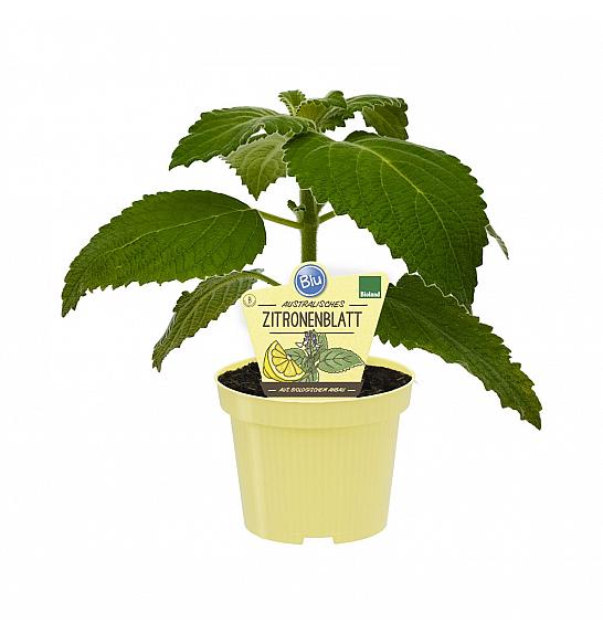 Plectranthus species; Avstralska moljevka; Ø12;700183;BLU