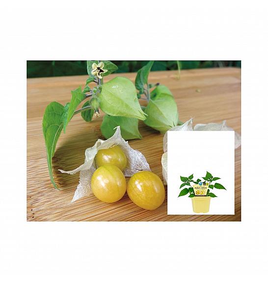 Physalis pruinosa;Ananasova češnja; Ø12;700099;BLU