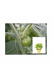 Physalis peruviana; Andske jagode; Ø12;600210;BLU