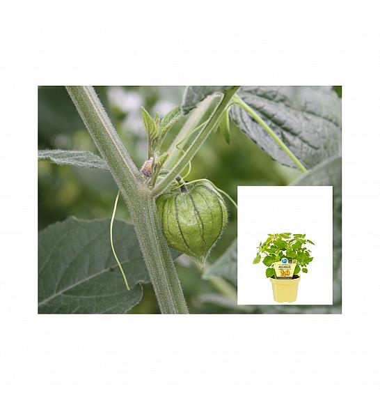 Physalis peruviana; Andske jagode; Ø12;600210;BLU