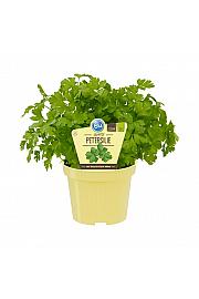 Petroselinum crispum var. neapolitanum ; Vrtni peteršilj; Ø12;700059;BLU