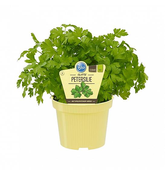 Petroselinum crispum var. neapolitanum ; Vrtni peteršilj; Ø12;700059;BLU