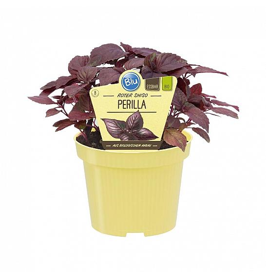 Perilla frutescens; Šiso; Ø12;700184;BLU