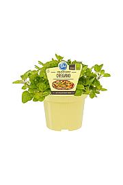 Origanum vulgare; Origano; Ø12;700050;BLU