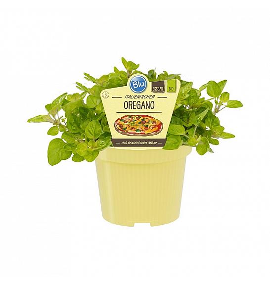 Origanum vulgare; Origano; Ø12;700050;BLU