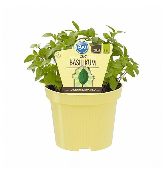 Ocimum basilicum; Tajska bazilika; Ø12;700064;BLU