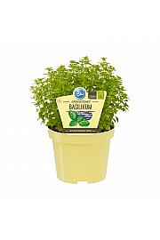 Ocimum basilicum var. minimum; Grška bazilika; Ø12;700056;BLU
