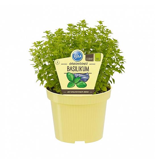 Ocimum basilicum var. minimum; Grška bazilika; Ø12;700056;BLU