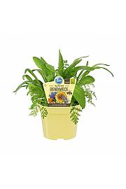 Mix im Topf; Mix medovitih rastlin; Ø12;708866;BLU