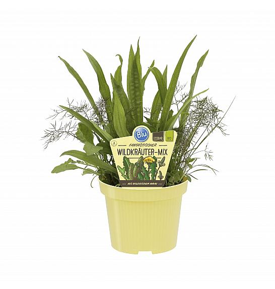 Mix im Topf; Dišavnice mix; Ø12;700222;BLU
