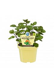 Mentha x piperita; Mandarinina meta; Ø12;700144;BLU